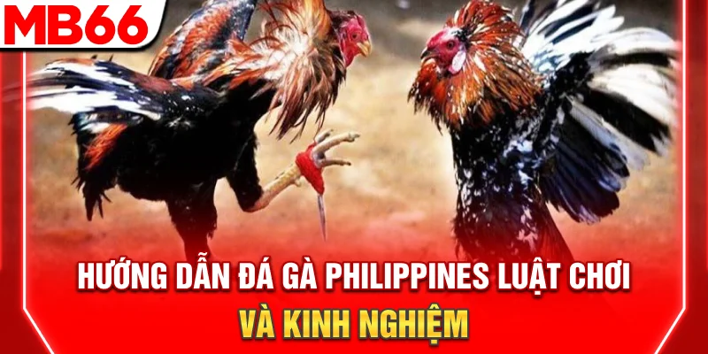 Hướng Dẫn Đá Gà Philippines: Luật Chơi Và Kinh Nghiệm